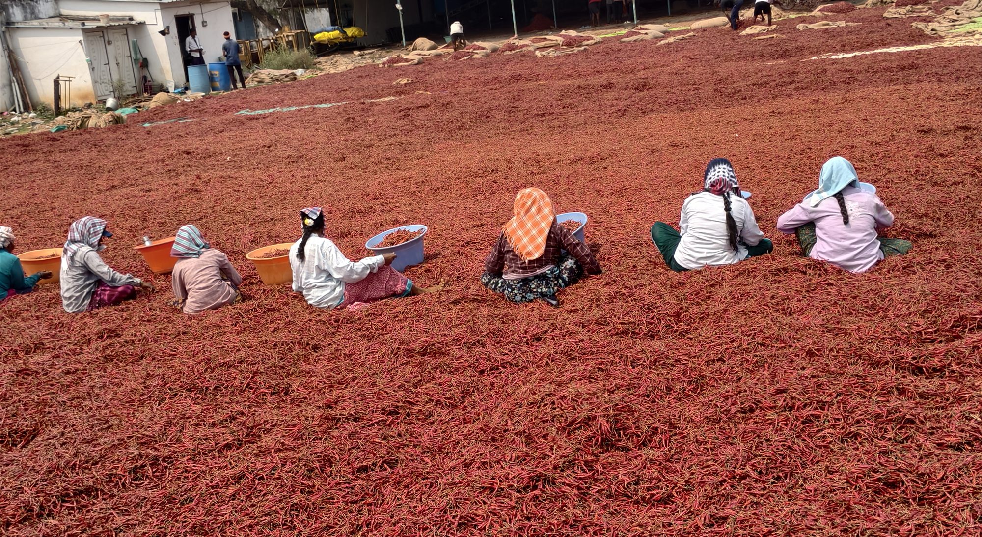 Chilli Drying Methods
